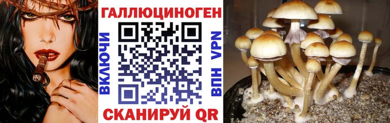 хочу наркоту  Липки  Галлюциногенные грибы Psilocybine cubensis 